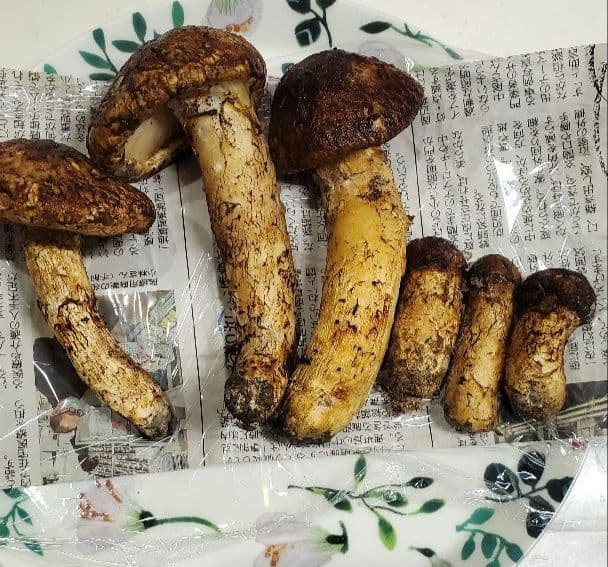 【令和7年度産 先週採れたて 岩手県山田町産 高級松茸】冷凍時280g 送料込★