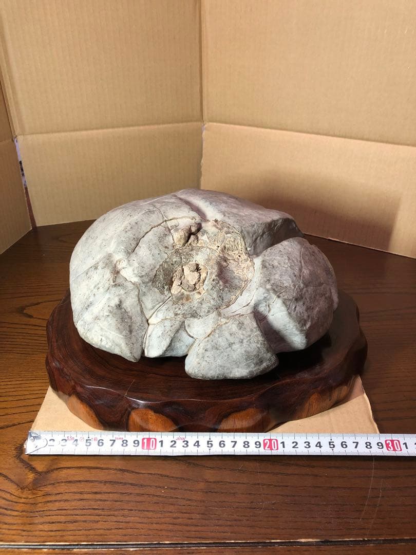 アンモナイト　化石