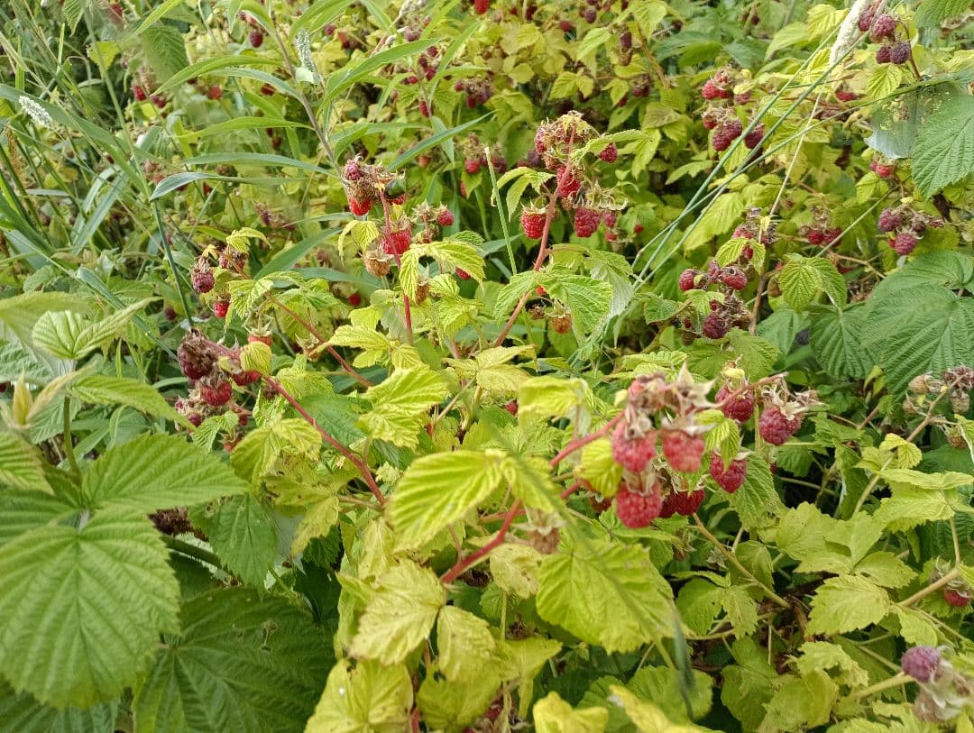 ラズベリー　 冷凍　3kg