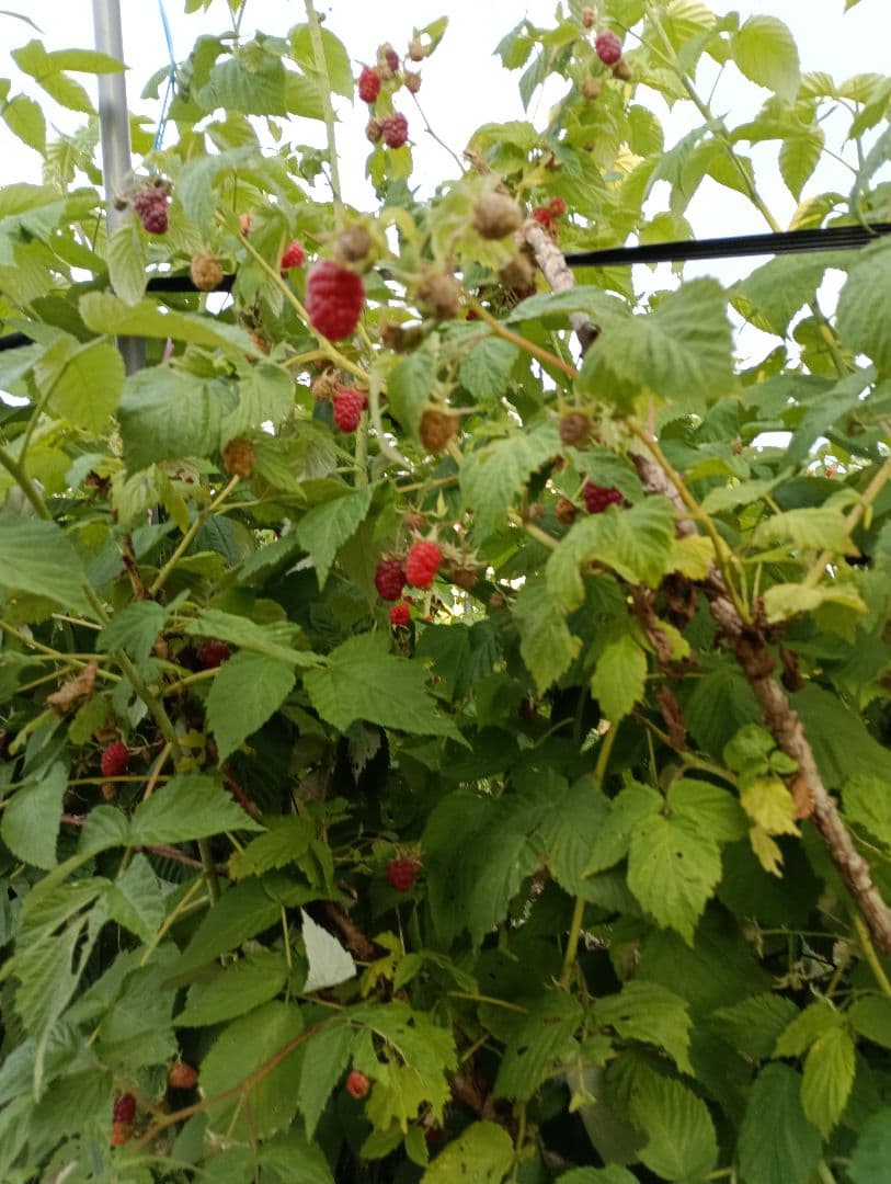 ラズベリー　 冷凍　3kg