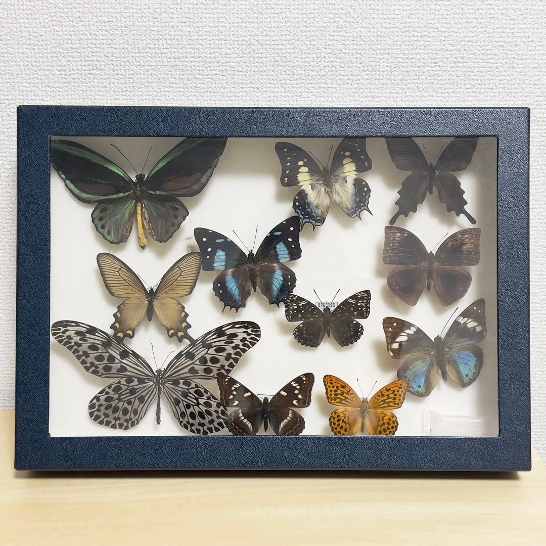 昆虫標本 蝶