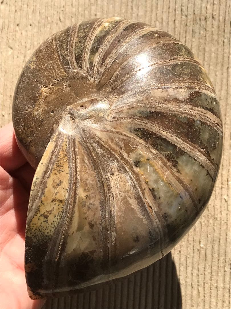 【特別価格】マダガスカル産　オウムガイ化石（ノーチラス・アンモナイト）大サイズ