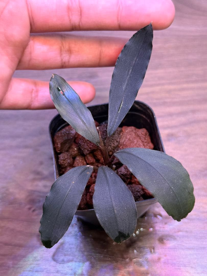 ブセファランドラ Bucephalandra 新種　名前まだありません