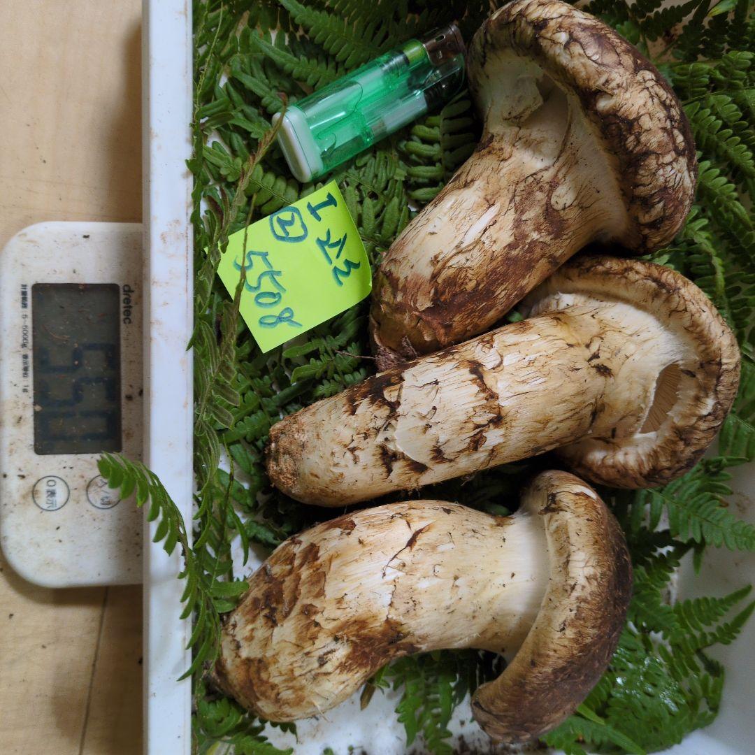 本日最終　和歌山松茸　新鮮朝市　込み込み　550㌘