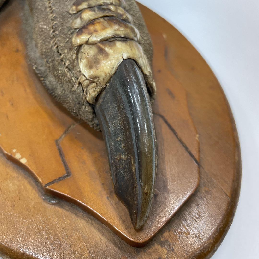 エミューの足の剥製　3連休お値下げ！