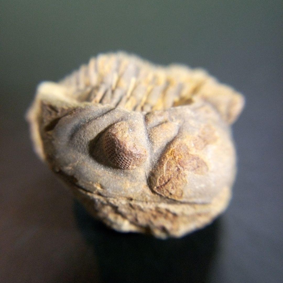 三葉虫　化石　fossil　海　ボリビア産　trilobite　海生動物網①