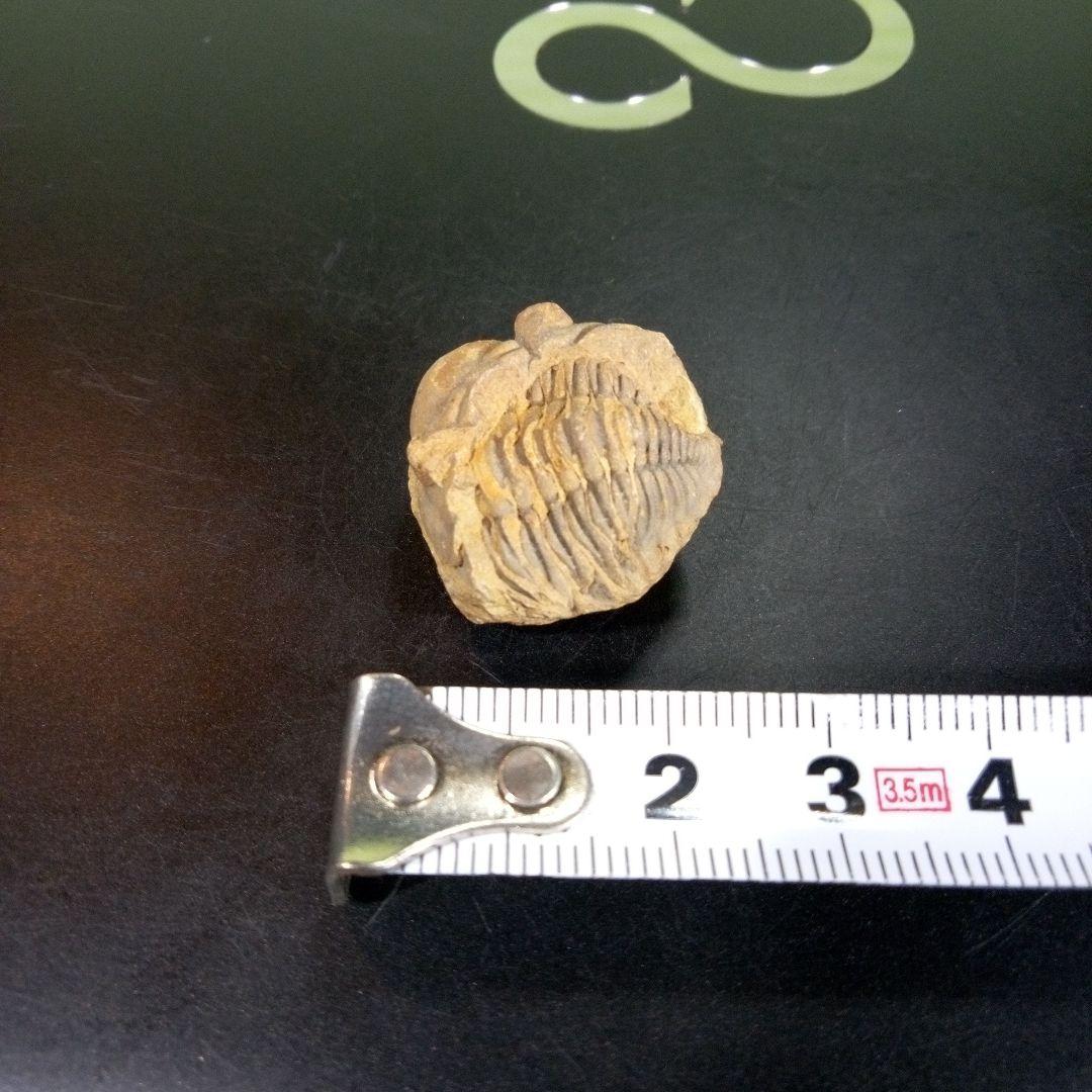 三葉虫　化石　fossil　海　ボリビア産　trilobite　海生動物網①