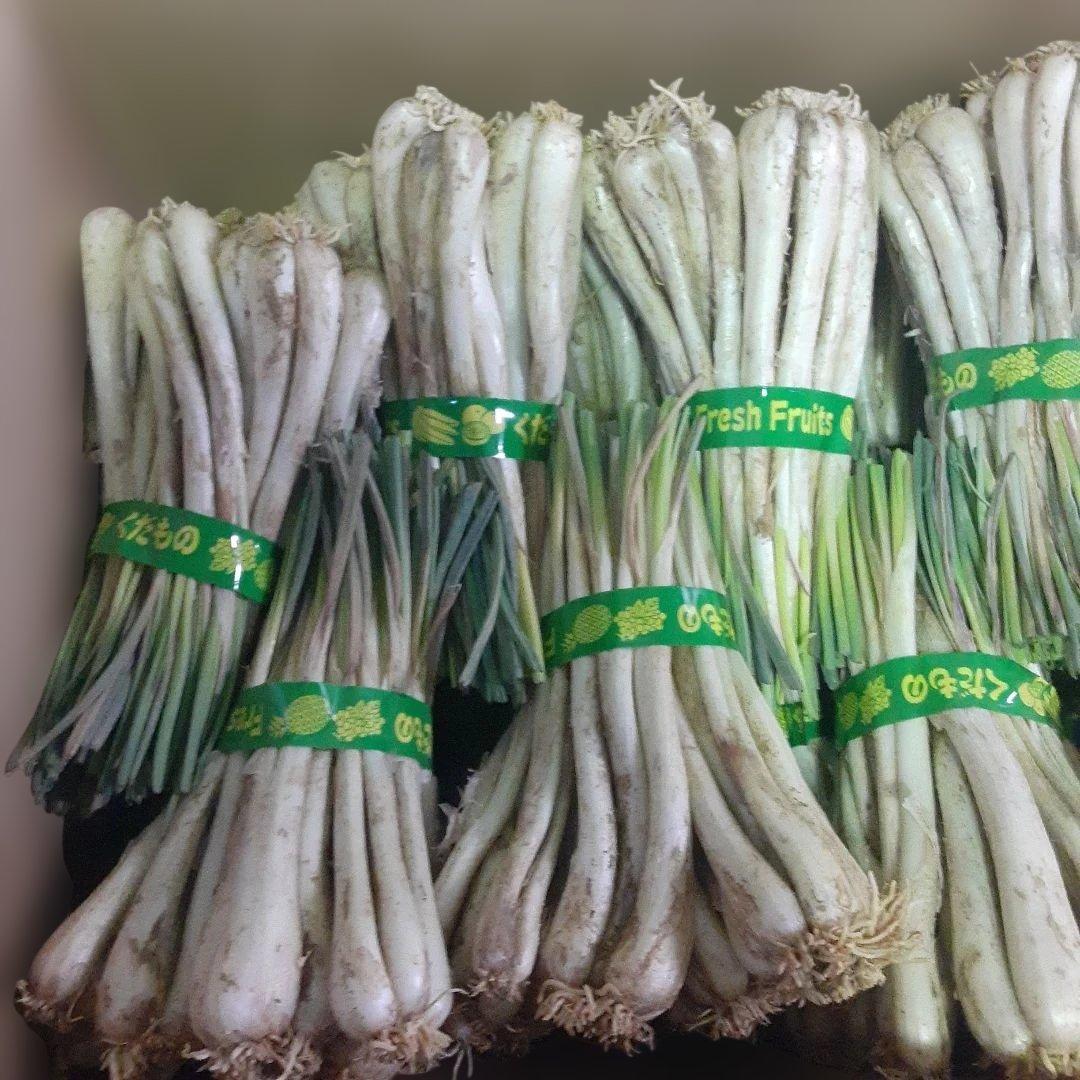 沖縄県産♪島らっきょう10㎏②