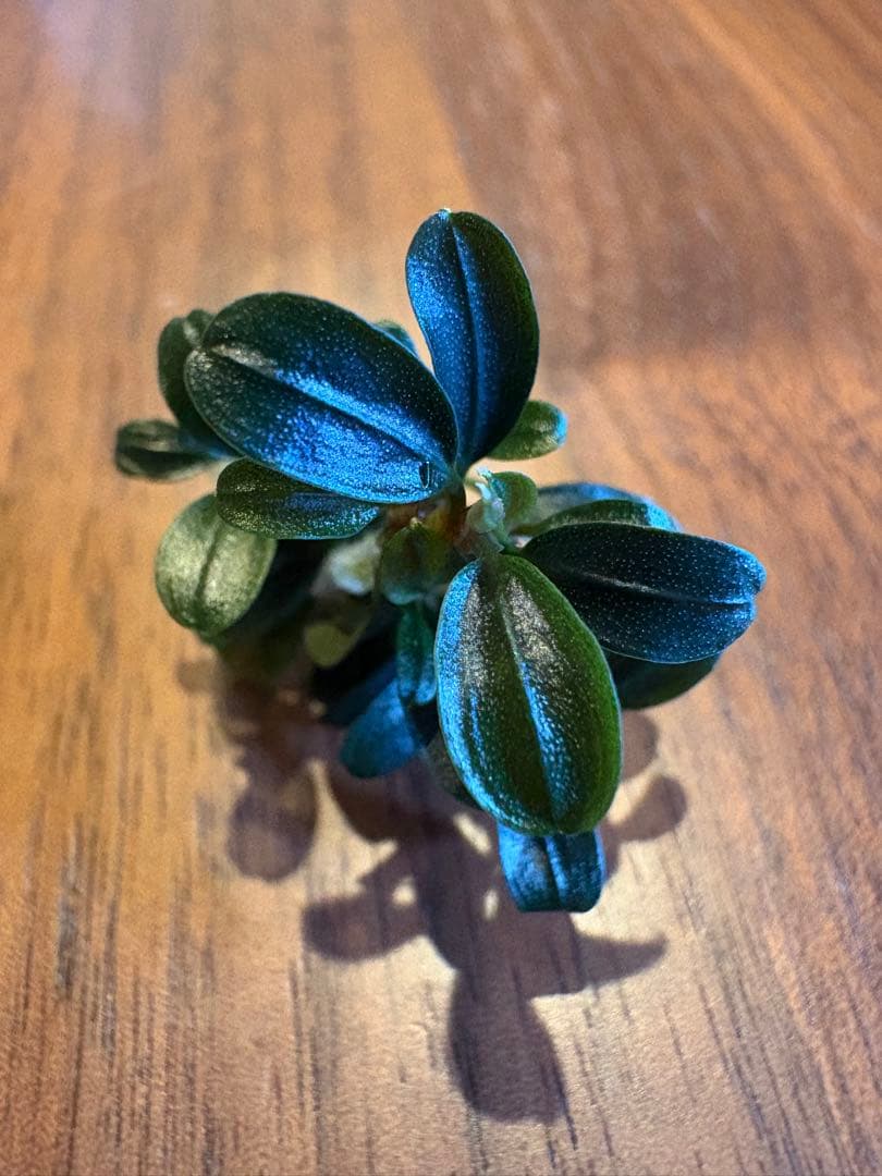 ブセファランドラsp.クダガンミニラウンド sp. kedagang 5株