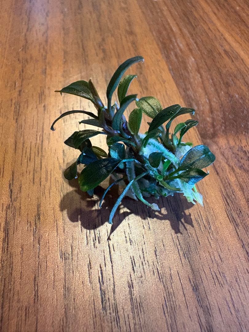 ブセファランドラsp.クダガンミニラウンド sp. kedagang 5株