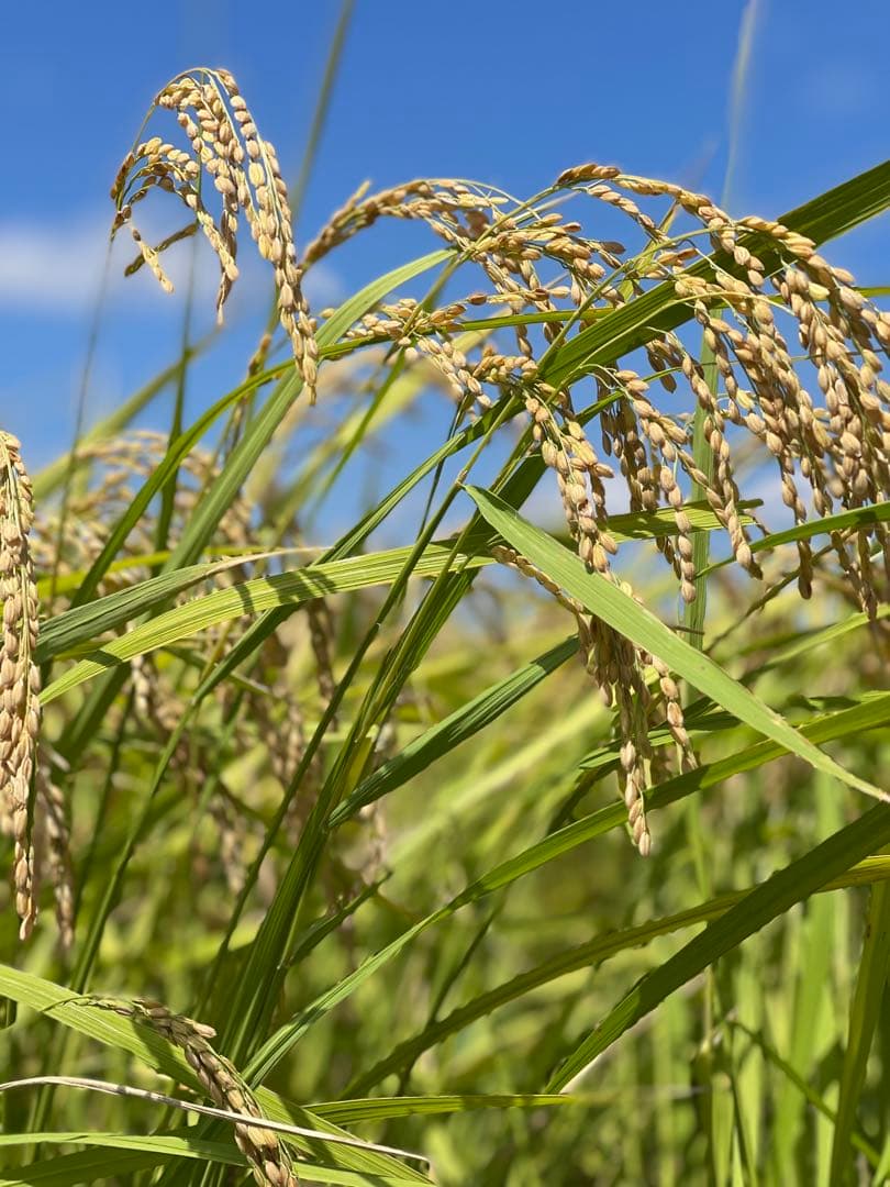 ♡最終♡令和7年千葉県いすみ市産コシヒカリ 25kg白米　無洗米　天皇献上米