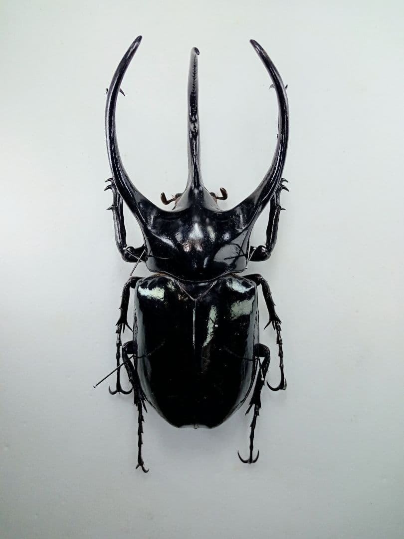 ※大型　マレーコ−カサス　♂野外標本