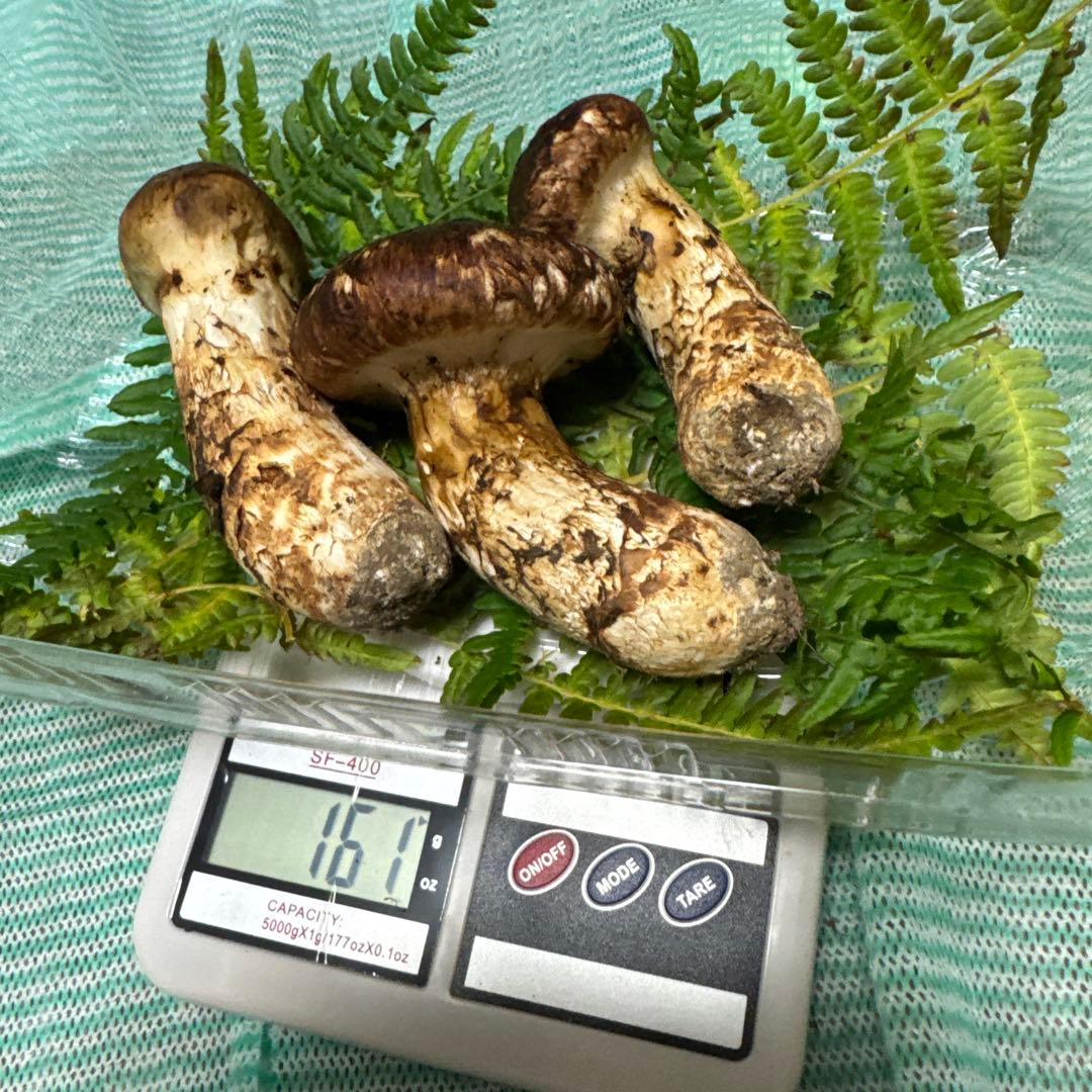 和歌山県産松茸紀州筒香産松茸 高野松茸は国産松茸の中でも希少なブランド松茸 です