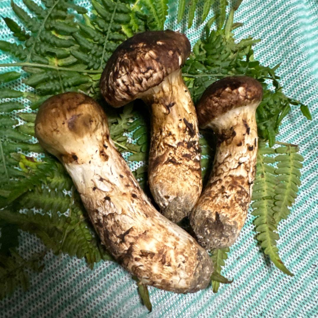 和歌山県産松茸紀州筒香産松茸 高野松茸は国産松茸の中でも希少なブランド松茸 です