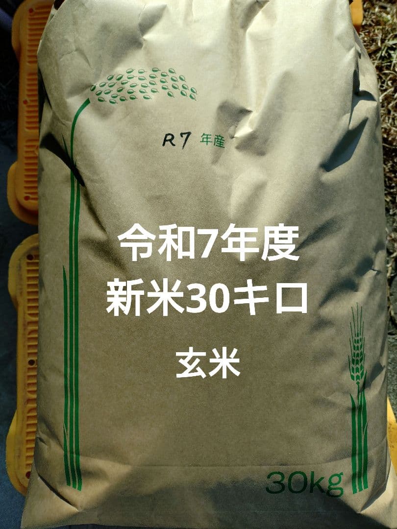 令和7年 玄米 30キロ