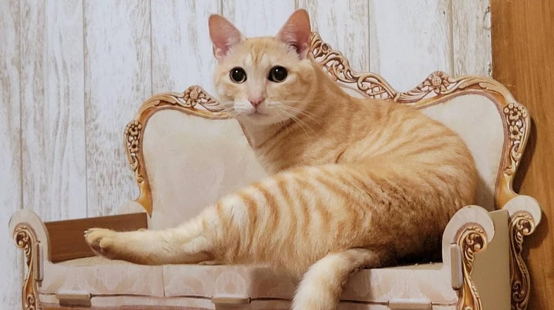 ニャオ（青いひよ子）