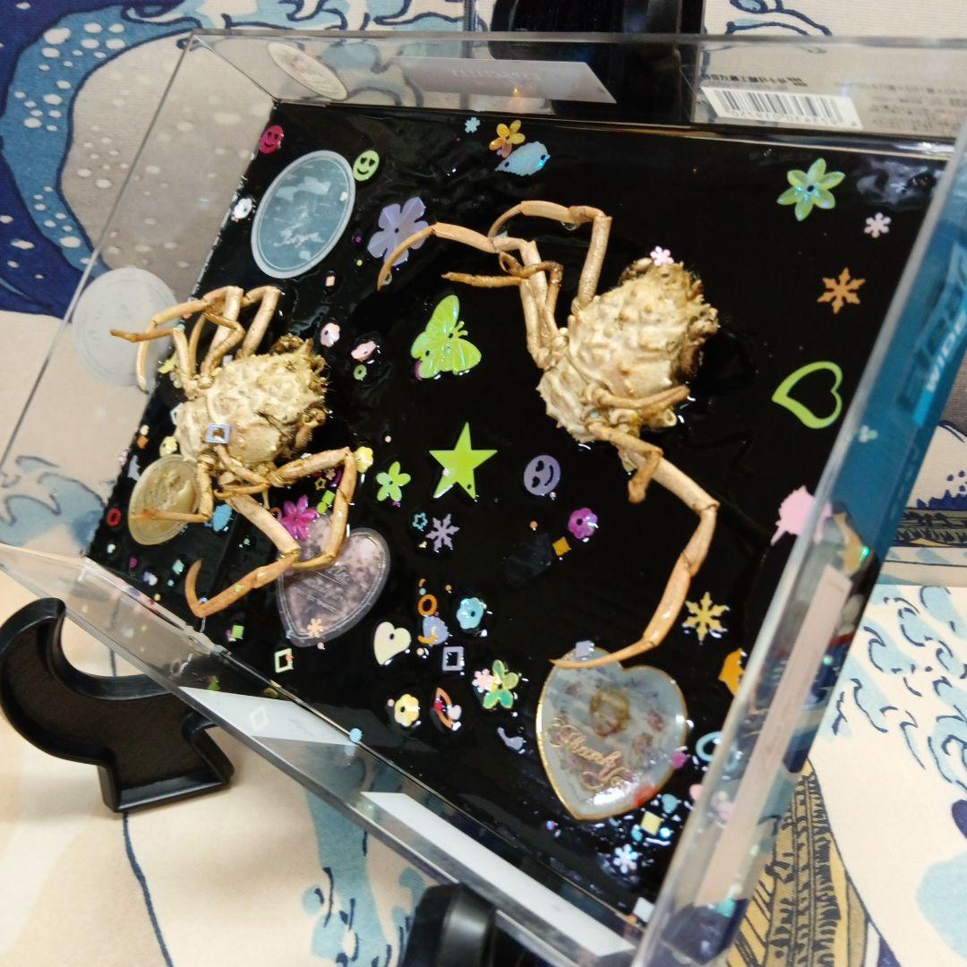 平家武者怨霊稀少レア瀬戸内海源平合戦古戦場人面蟹個体リアル立体鬼面蟹コレクション