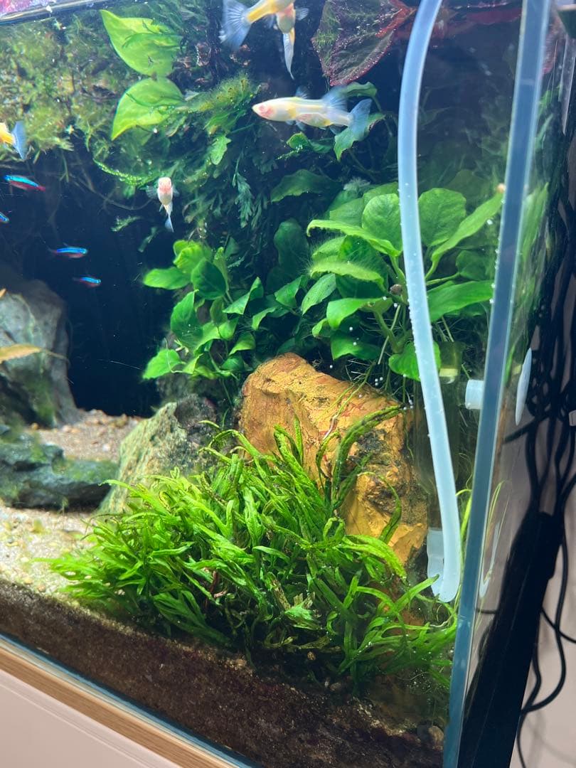 ADA 水草水槽 60cm RGBライト、CO2システム付き！オプション多数⭐︎