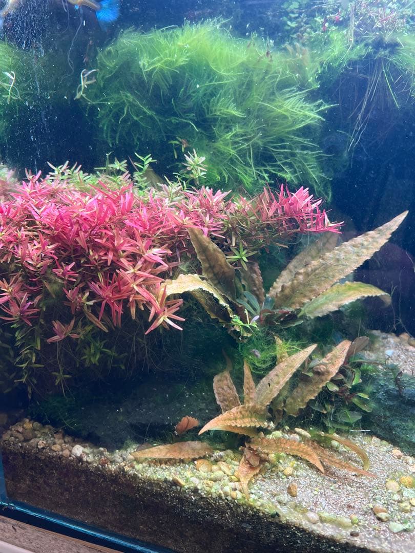 ADA 水草水槽 60cm RGBライト、CO2システム付き！オプション多数⭐︎