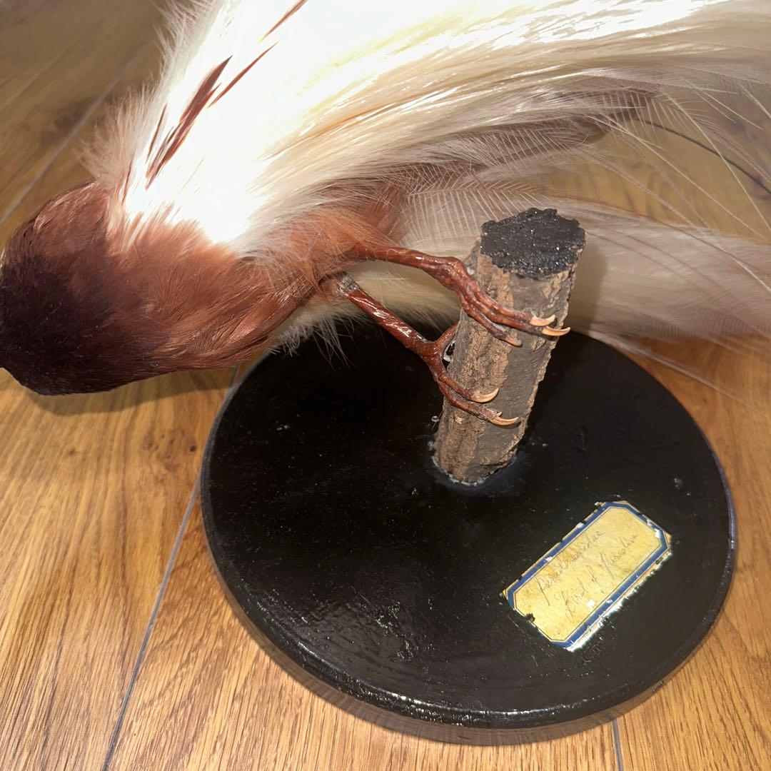 パリ鳥オブジェ　台座付アンティークビンテージ bird of paradise