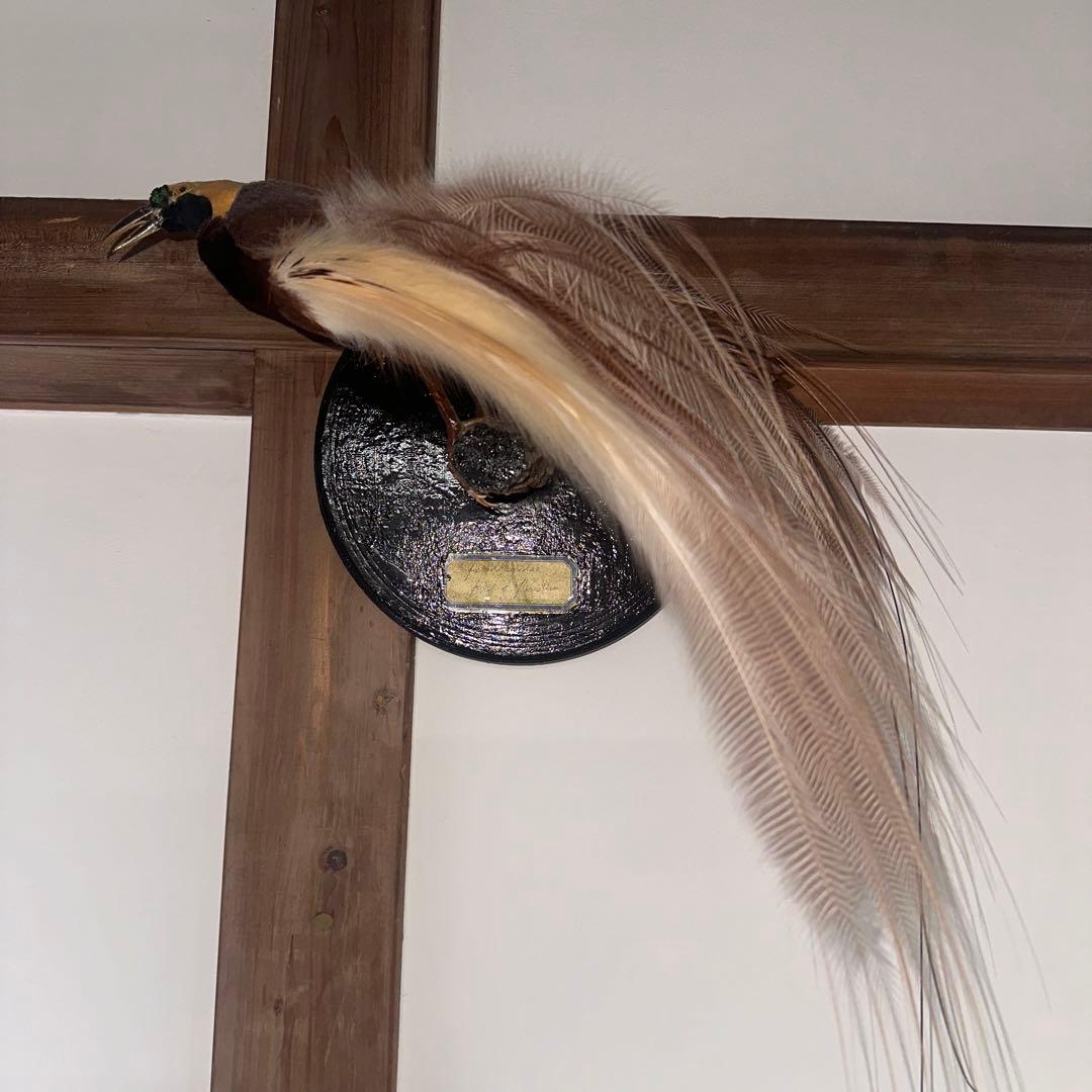 パリ鳥オブジェ　台座付アンティークビンテージ bird of paradise