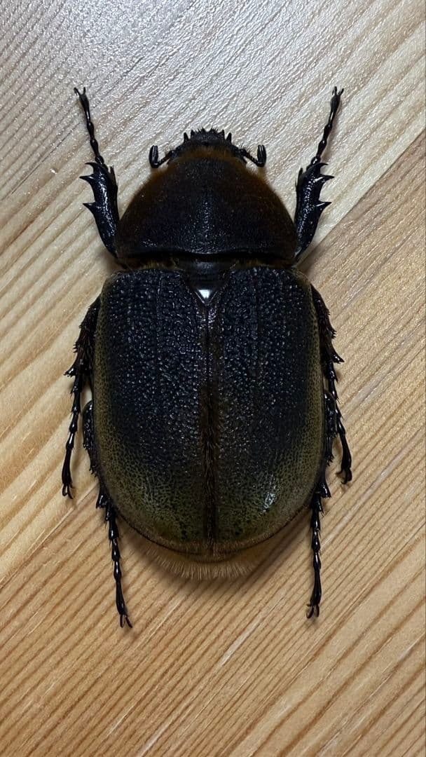 最終値下げ　ヘラクレスオオカブト　161mmペア