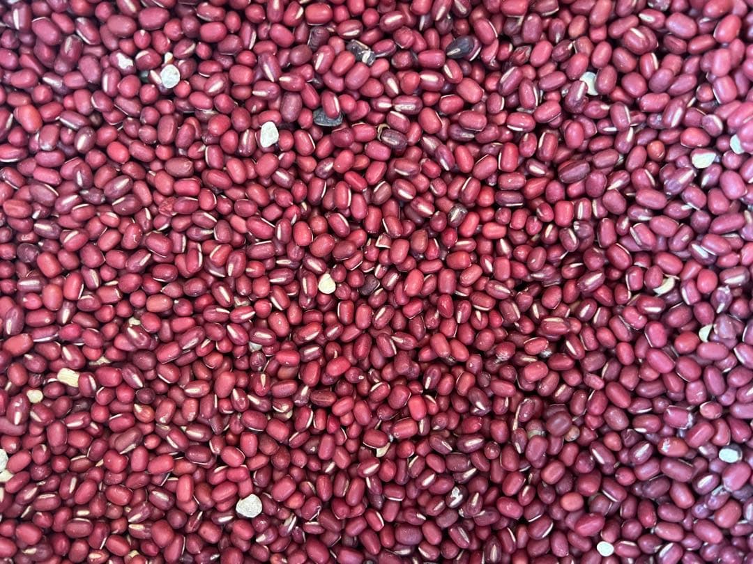 【規格外】 令和7年産 北海道産 小豆 えりも167 10kg 新豆