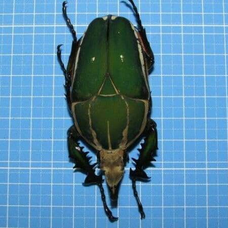 コンゴDR南部産 ポギーオオツノカナブン　角異常 82mm