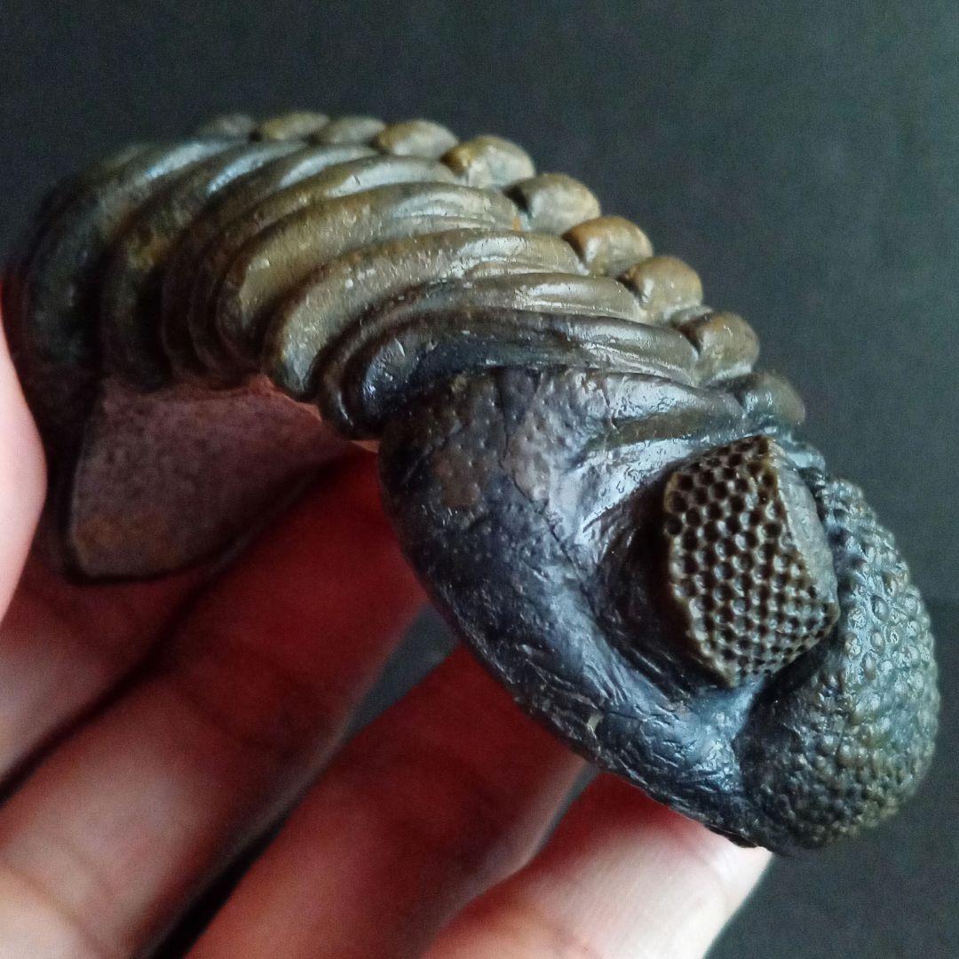 ジャイアントファコプス　超大型種　極美麗　ハイポストーマ有り　極めて希少　特級