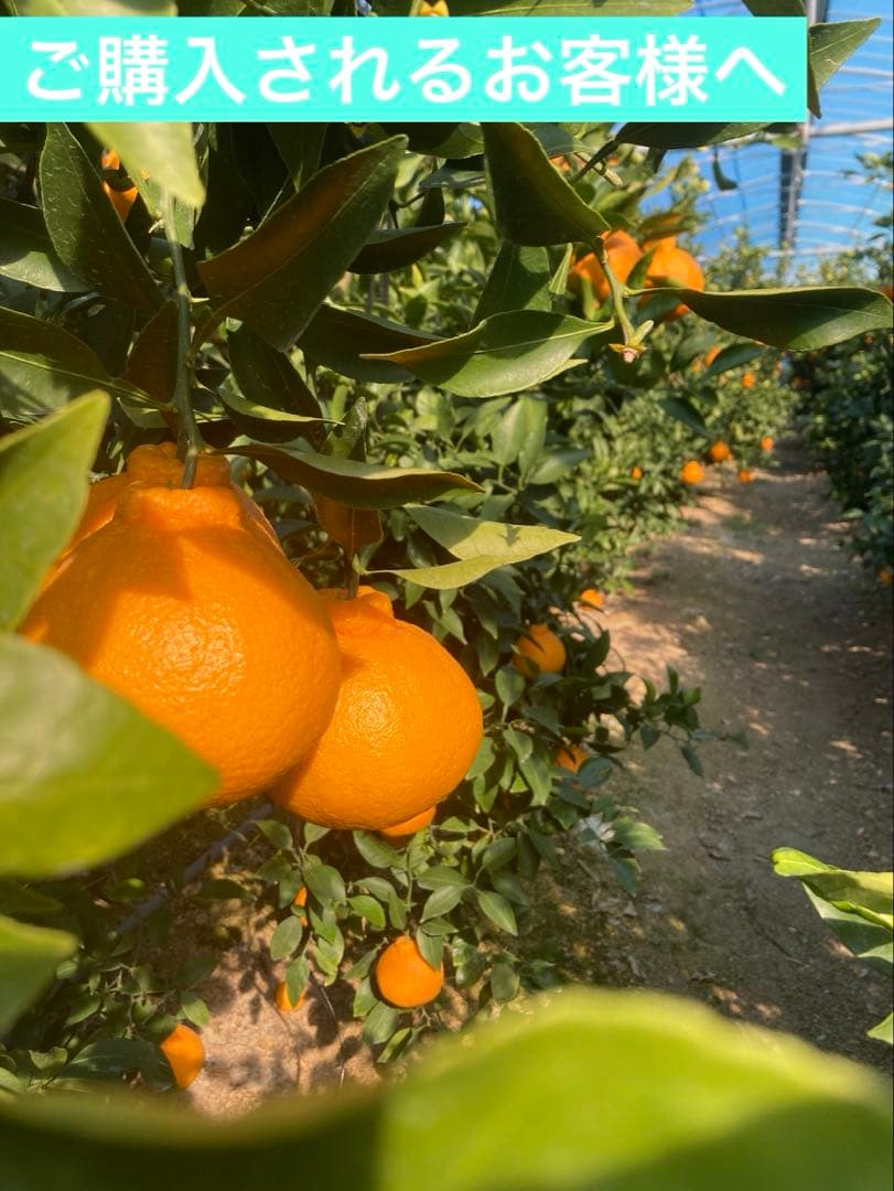 ご購入されるお客様へ