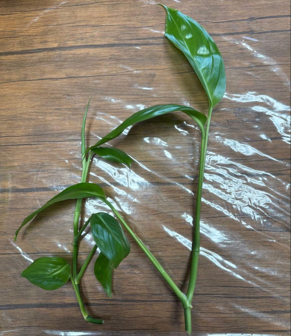 水草　トリミング　水中葉　無農薬　無害虫