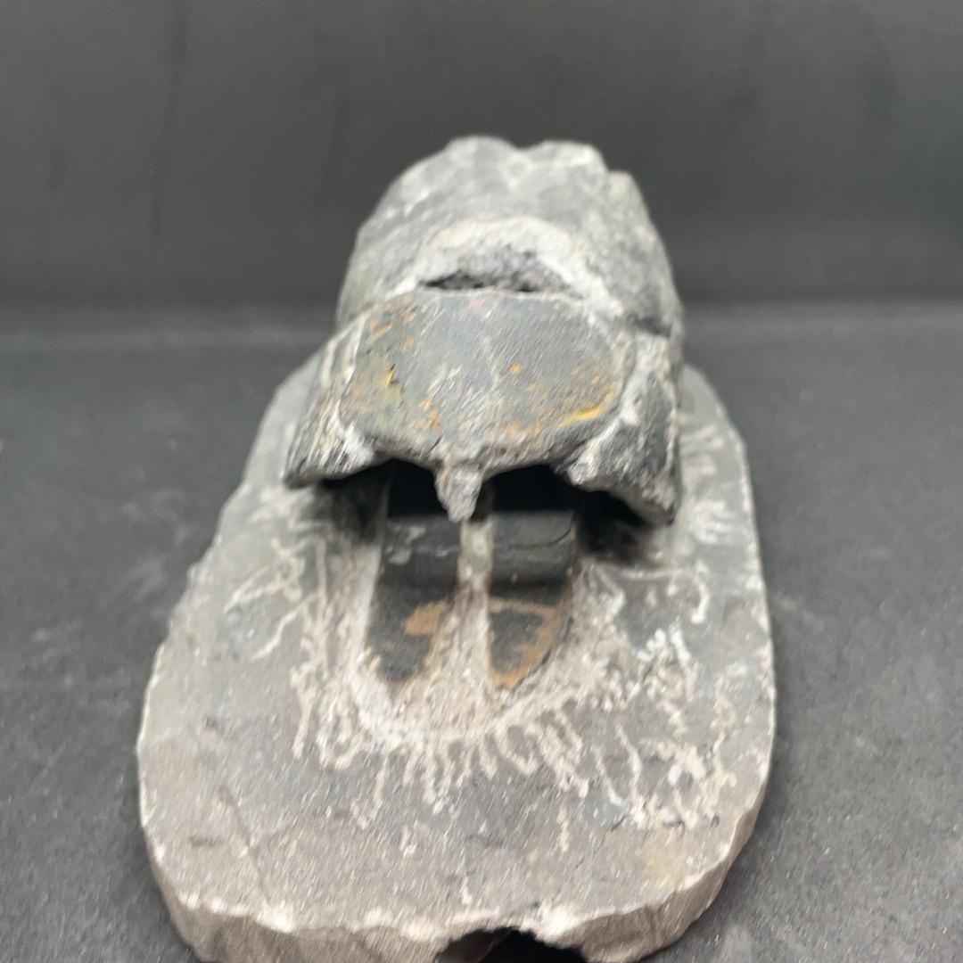 エンセオステウス　placoderm fish　化石 おまけ付き