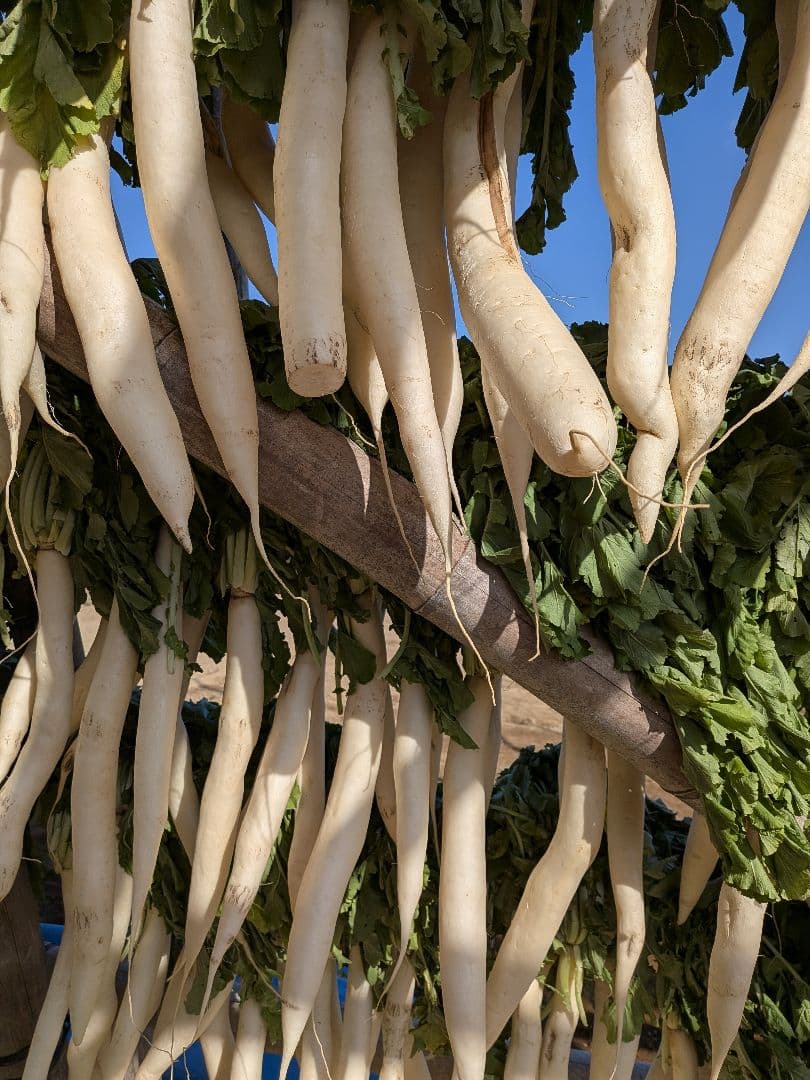 干し大根　細め小さめ　箱込み約20kg