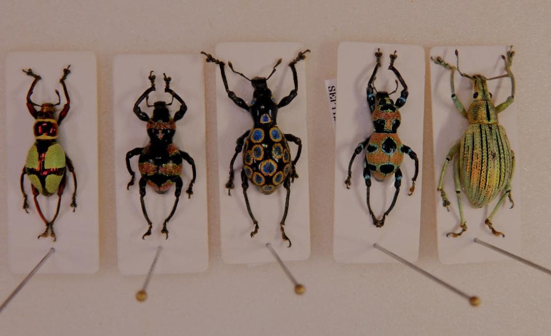 ゾウムシセット1　未検品