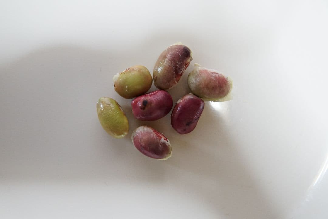 下旬♯令和7年枝豆# 岡山県産丹波黒枝豆 (作州黒)#7.2kg