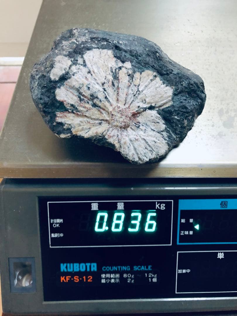 根尾谷産 菊花石｜鑑賞石・天然石｜一輪咲き・約836g