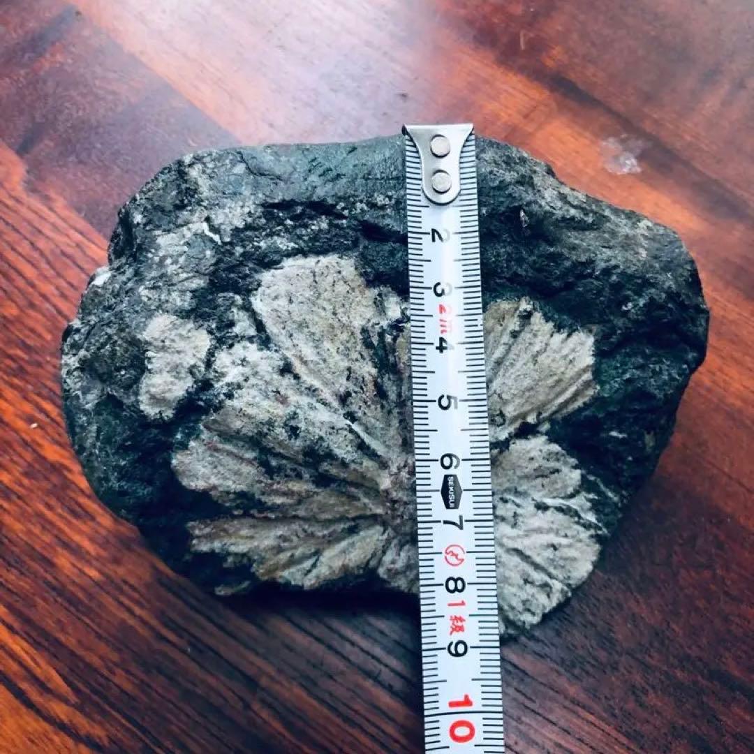 根尾谷産 菊花石｜鑑賞石・天然石｜一輪咲き・約836g