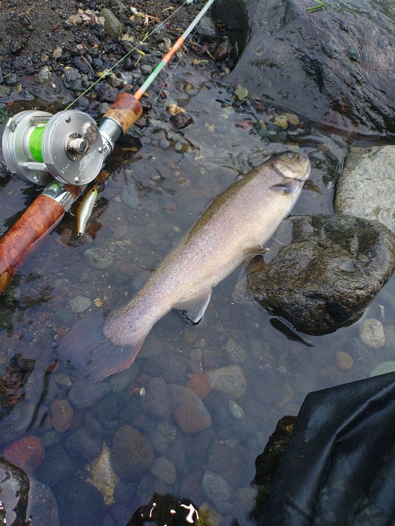 パワフルワーカー グラッソ 花梨グリップセット　渓流 ルアー