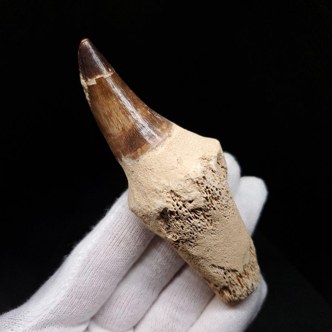 歯根付き モササウルス 化石 歯 本物 モロッコ産 95.52mm mos136