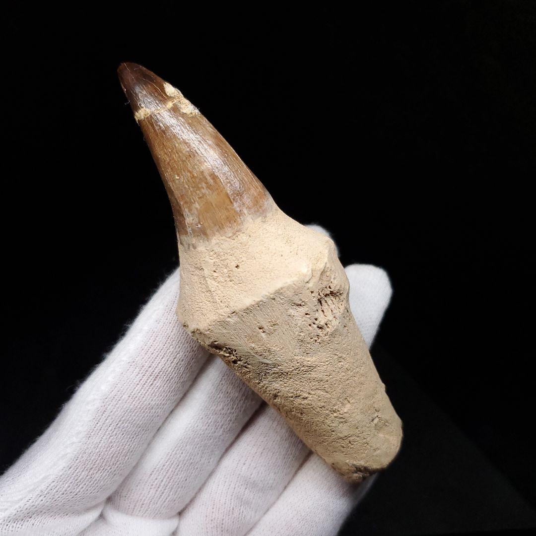 歯根付き モササウルス 化石 歯 本物 モロッコ産 95.52mm mos136