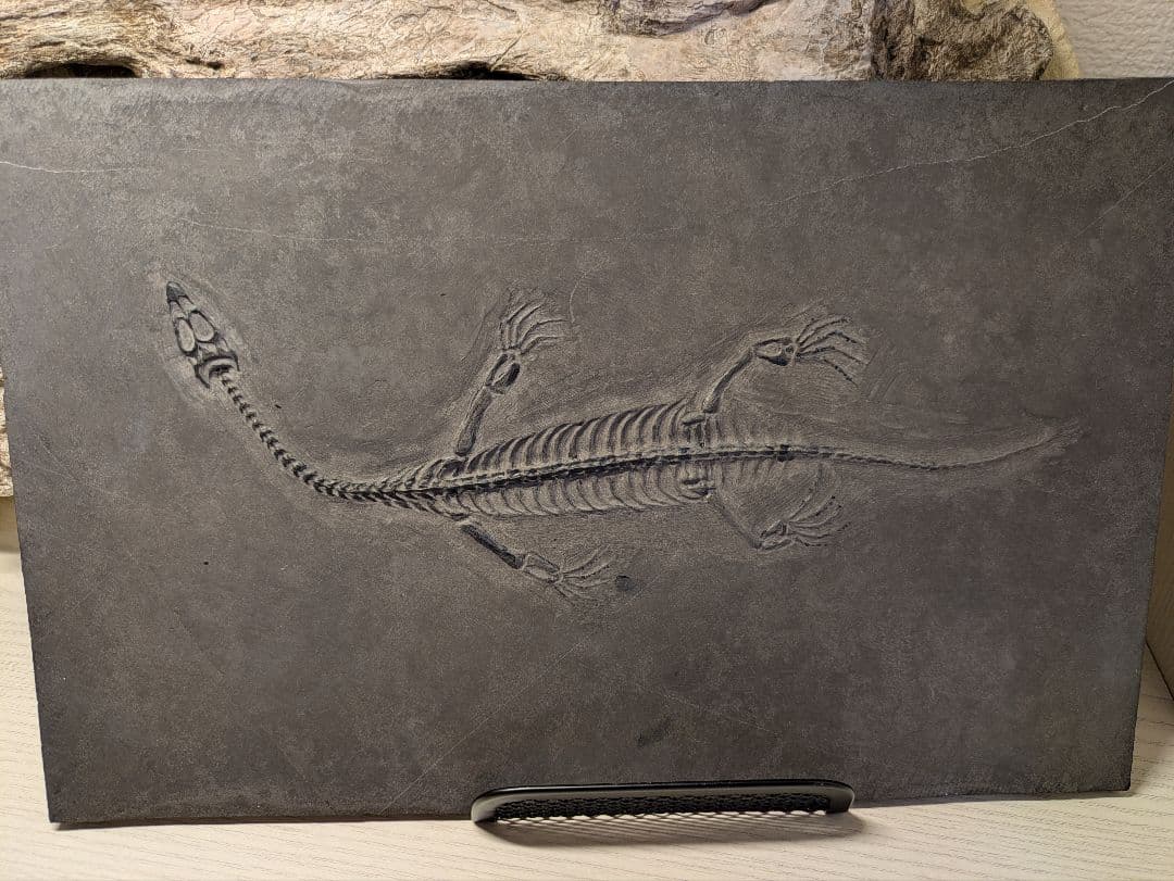 ケイチョウサウルス　化石　博物館級　地学　標本