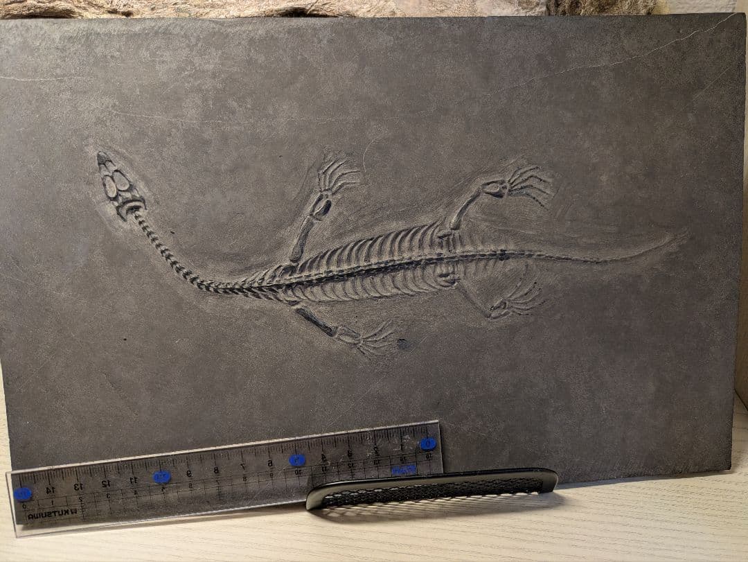 ケイチョウサウルス　化石　博物館級　地学　標本