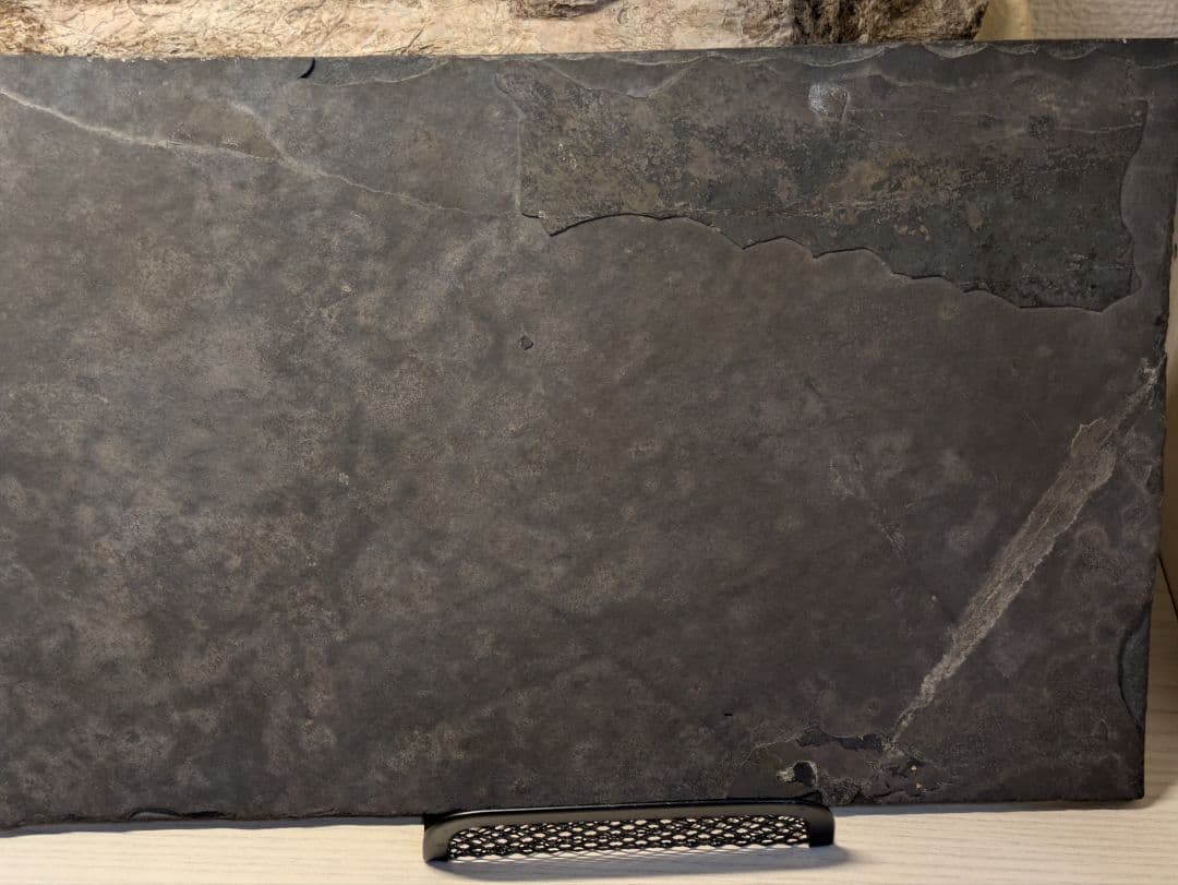 ケイチョウサウルス　化石　博物館級　地学　標本