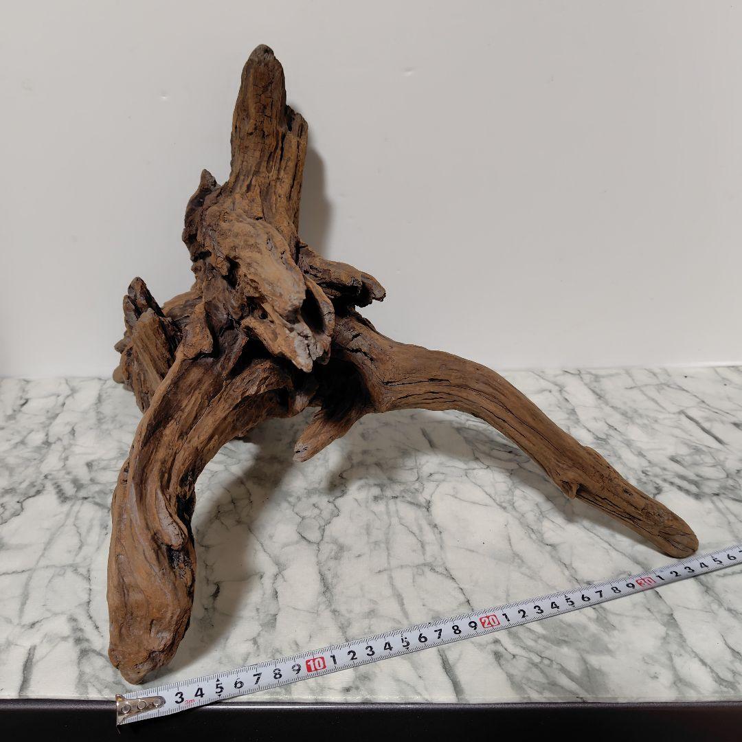 アク抜き済み流木【785】セール