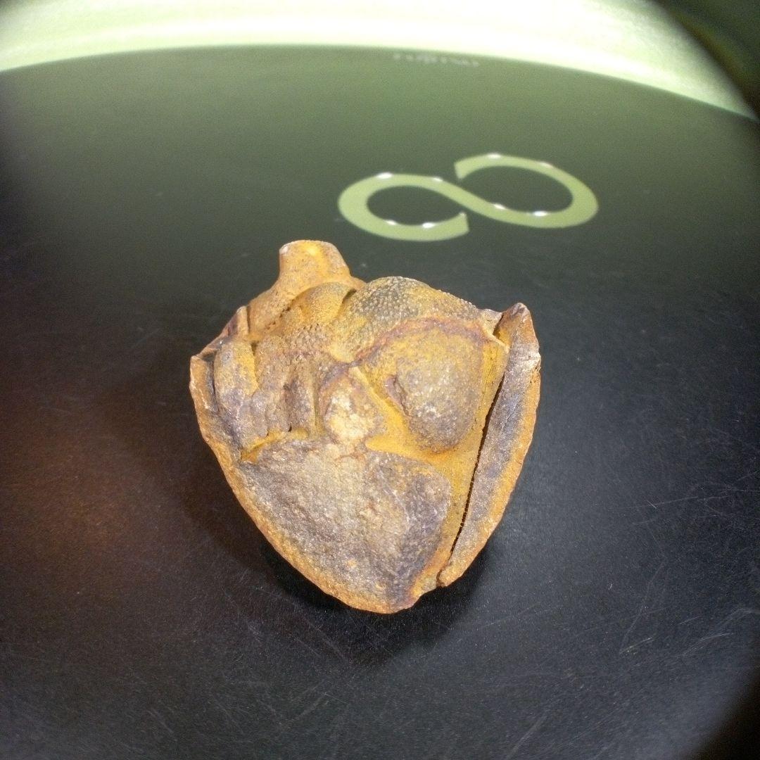 三葉虫　化石　fossil　ボリビア産　trilobite　ボリビア三葉虫郡⑥