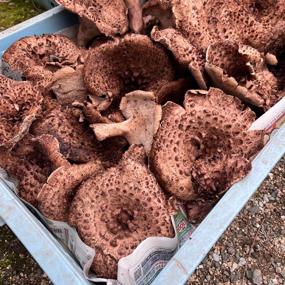 天然香茸‼️広島産　2000g 10月15日採りたて　クール便送料無料‼️