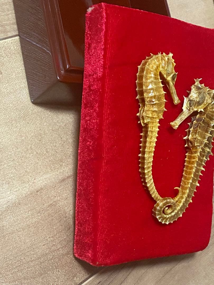 開運 縁起物 タツノオトシゴ 乾燥 標本　2セット 4体