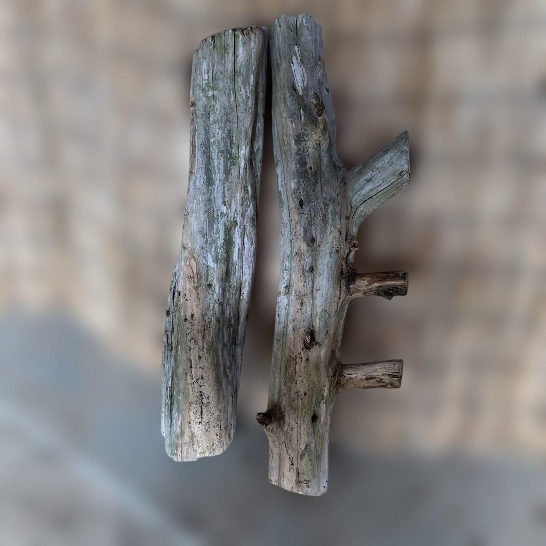 貝塚伊吹木製昆虫止まり木 約65cm