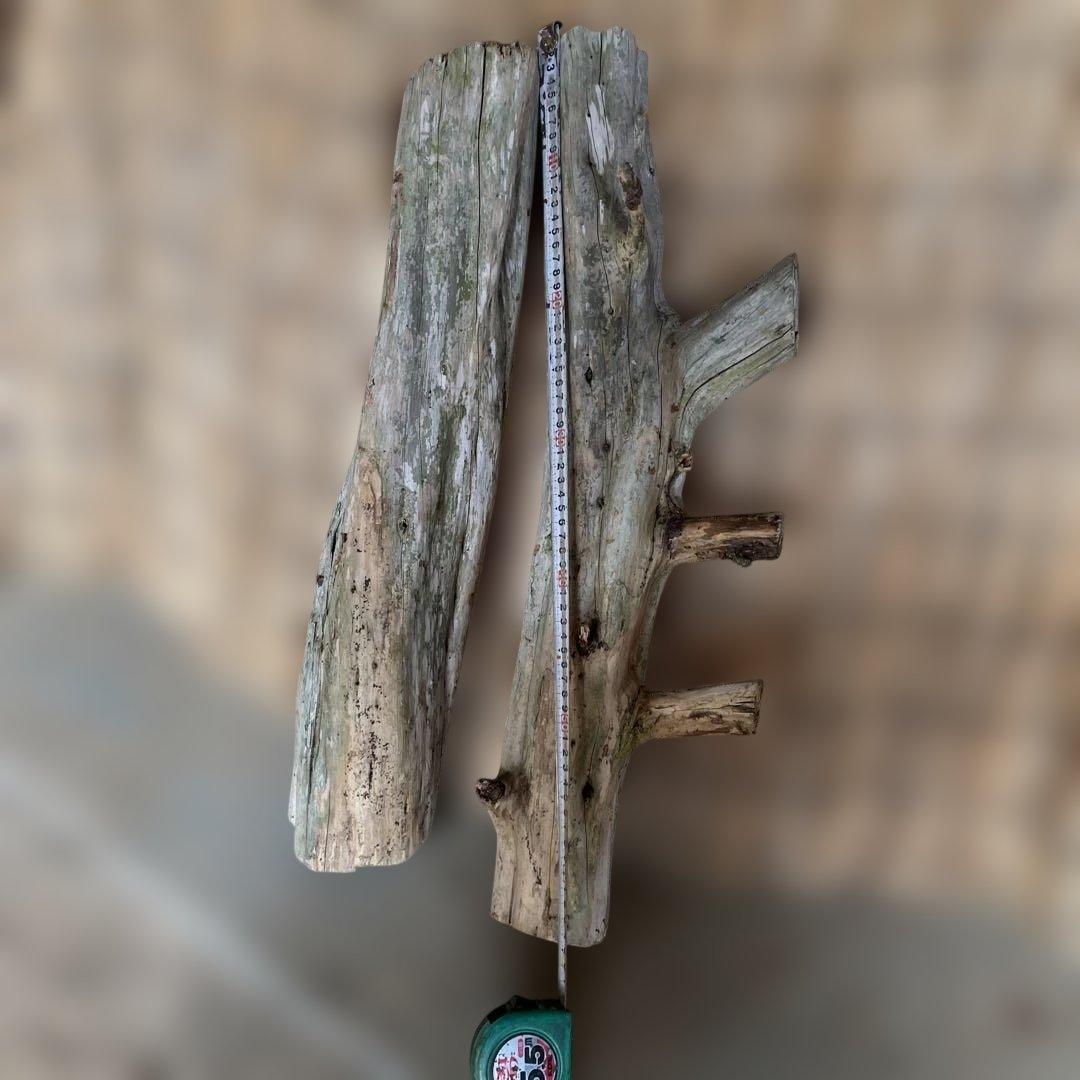 貝塚伊吹木製昆虫止まり木 約65cm