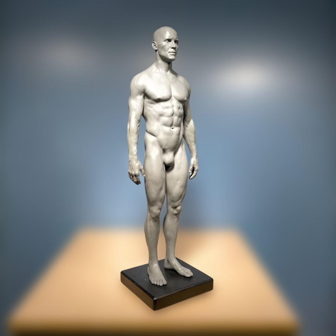 AnatomyTools.com 人体模型30cm